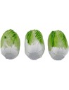 Set 3 chicory 2.6 cm