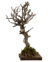 Albero h. 18 cm Mondo Presepi