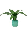 Mouldable agave 5 cm