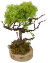 Árbol verde cm 7x6x16 h Mundo Belenes