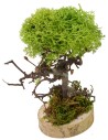 Árbol verde cm 7x6x16 h Mundo Belenes