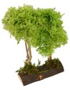 Albero verde doppio cm 9x3,5x16 h Mondo Presepi