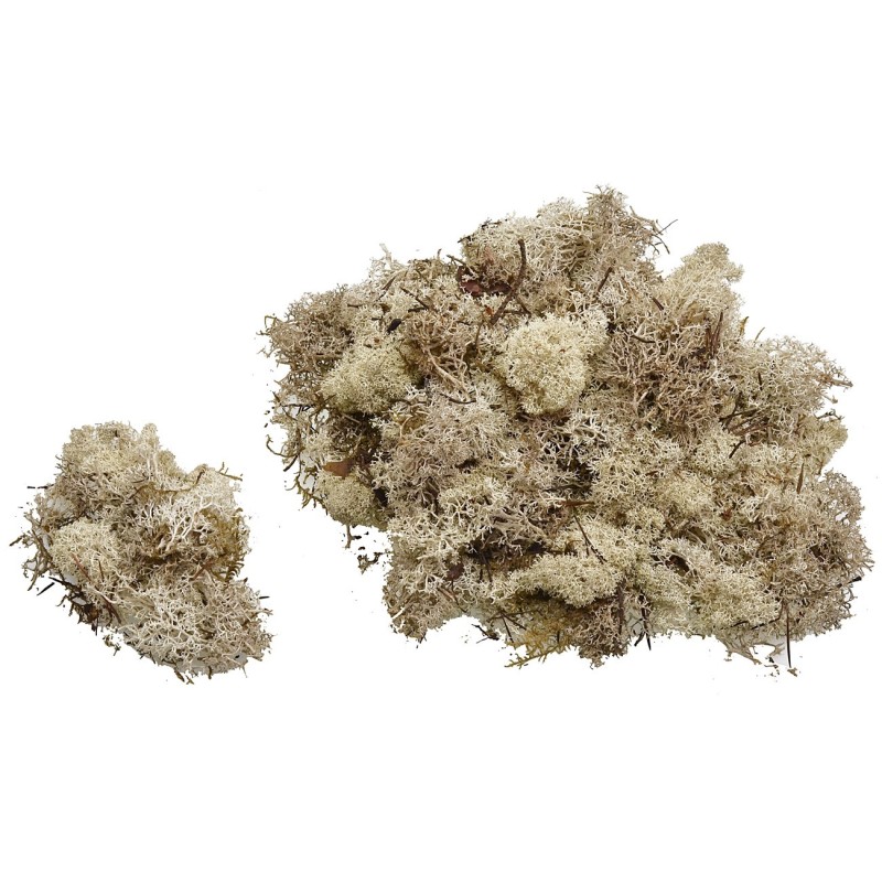 Lichene sabbia disponibile in buste da: Mondo Presepi