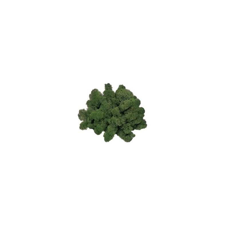 Lichene verde muschio 1 Kg Mondo Presepi